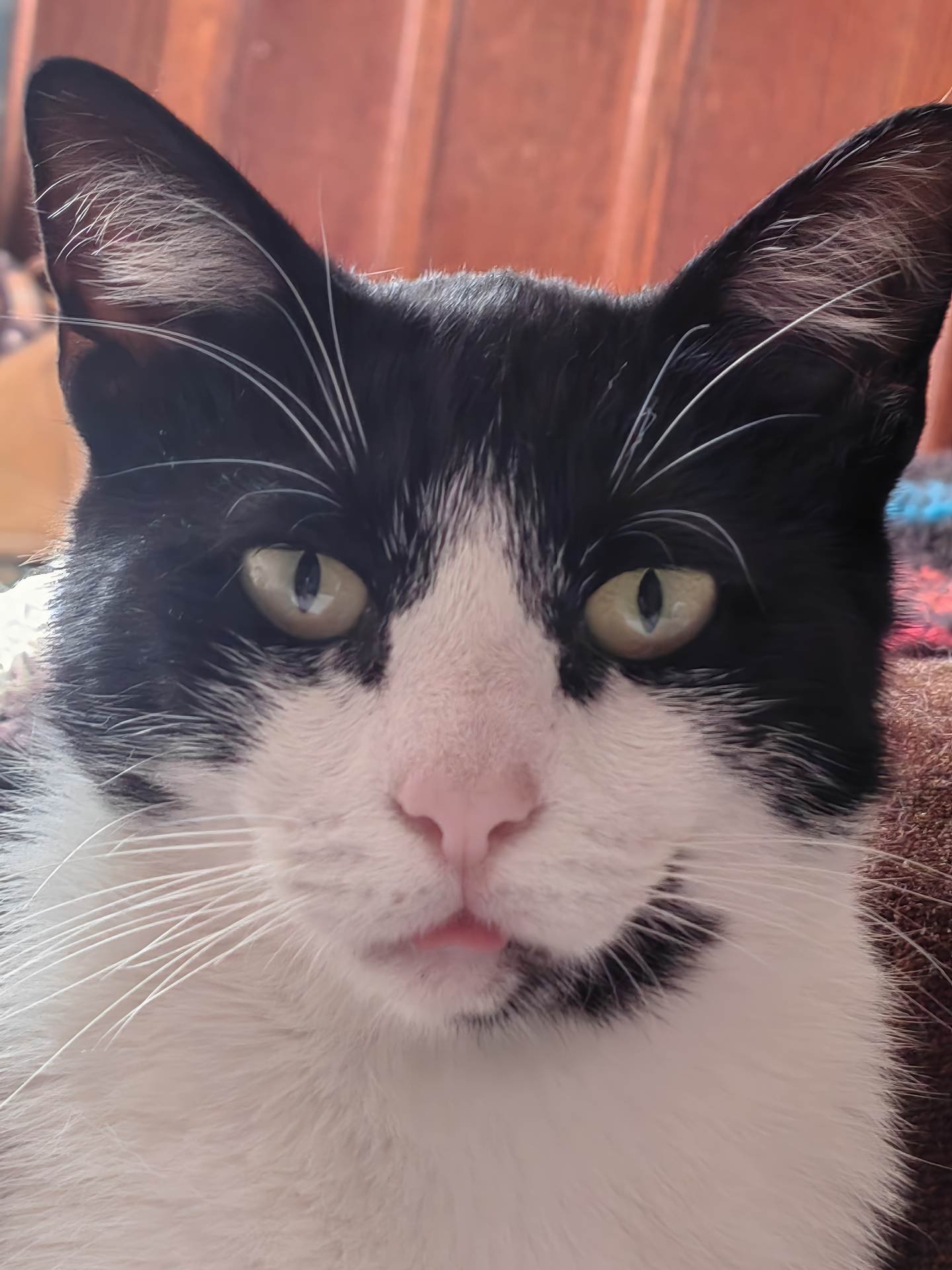 A close-up of a black and white cat with green eyes, long white whiskers, and a small pink tongue sticking out. The background shows wooden paneling and some blurred objects. The cats expression appears calm and relaxed.