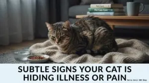 Cat showing signs of illness on couch.