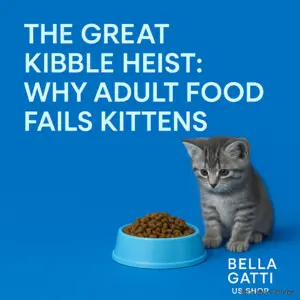 Kitten puzzled by adult kibble.
