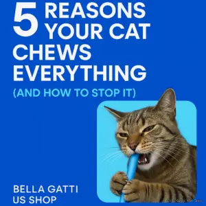 5 Reasons Your Cat Chews Everything (And How to Stop It)