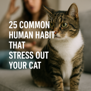 Tabby cat with text about stressing cats
