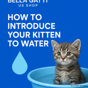 Kitten sitting in bowl with water graphic