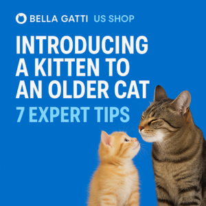 Kitten meeting older cat on blue background