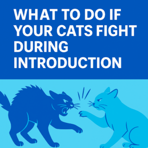 Illustration of two cats fighting during introduction