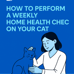 How to Perform a Weekly Home Health Check on Your Cat
